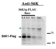 S6K1/2  | Ribosomal S6 kinase 1/2  in the group Antibodies Plant/Algal  / DNA/RNA/Cell Cycle / Translation at Agrisera AB (Antibodies for research) (AS12 1855)